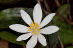 Bloodroot